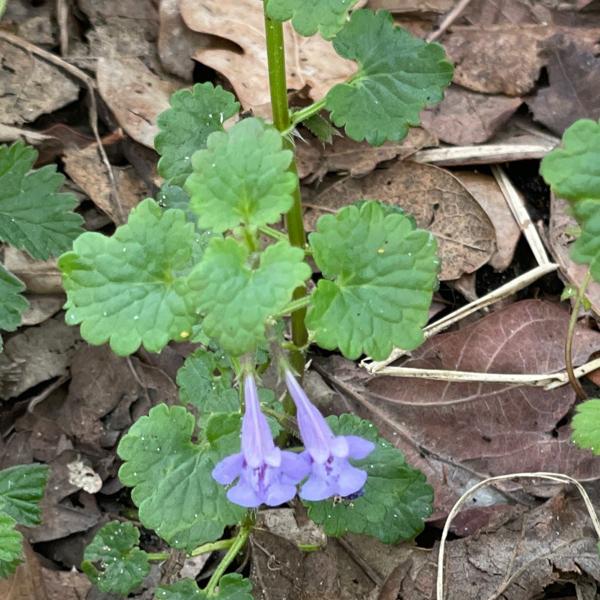 Hondsdraf (Glechoma hederacea)